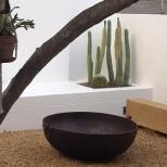 cacti